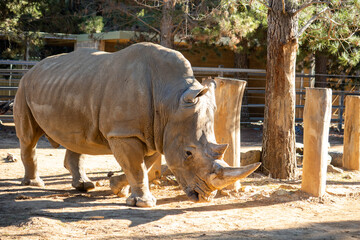 Majestic Rhino Grazing At Woodland Sanctuary © LightItUp