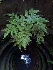 fern in well © Lizbeth