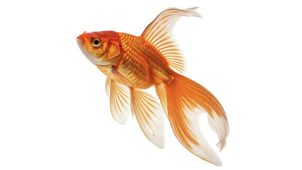 Bright golden goldfish swimming with big lush tail fin isolated on white background © Archie