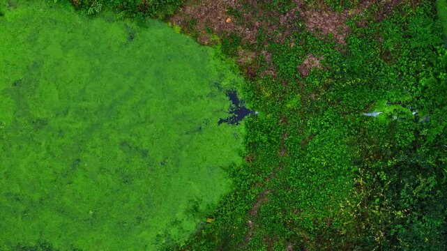 Aerial view of a vibrant green pond covered in algae surrounded by dense lush vegetation in France.