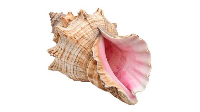 Natural pink conch sea shell marine aquatic biological wildlife specimen, isolated on transparent background.