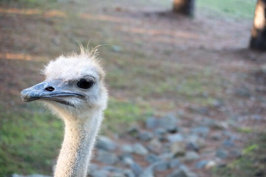 Closeup Portrait Ostrich Rural Outdoor Setting