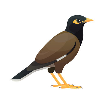Isolated vector illustration of Common or Indian Myna (Acridotheres tristis), a small species in the Sturnidae family (starlings and mynas). Passerine, songbird, backyard bird, garden bird, mynah.