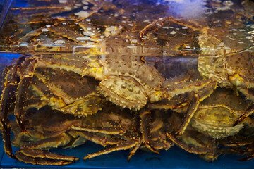 Fresh raw snow crabs known as Daege piled in a blue water container at a traditional Korean seafood market © mnimage