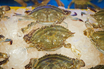Fresh raw swimming crabs known as Kkotge piled on a bed of crushed ice at a traditional Korean seafood market © mnimage