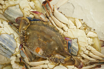 Fresh raw swimming crabs known as Kkotge piled on a bed of crushed ice at a traditional Korean seafood market © mnimage