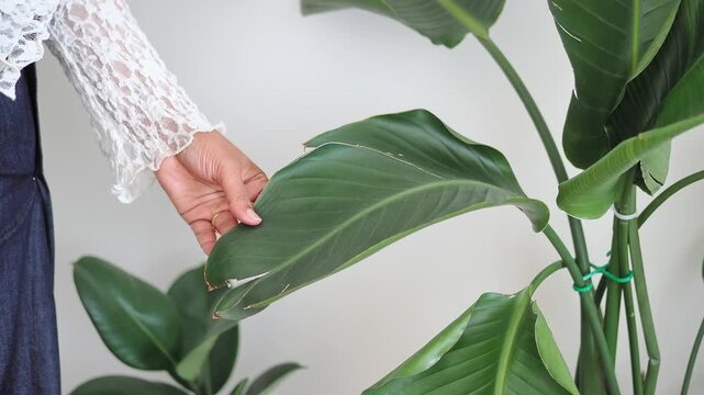Helpful advice for caring for large indoor plants with abundant leaves