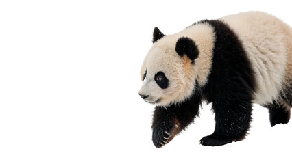 Beautiful giant panda bear walking on all fours wildlife nature, isolated on transparent background. © Harry