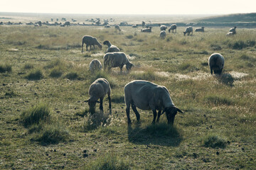 Flock of sheep grazing on the salt meadows of the bay of Mont Saint-Michel © Studio MAC