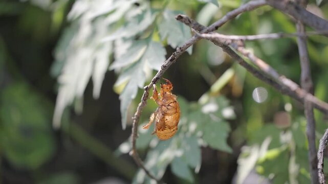 Macro close-up of an empty cicada shell hanging upside down on a twig