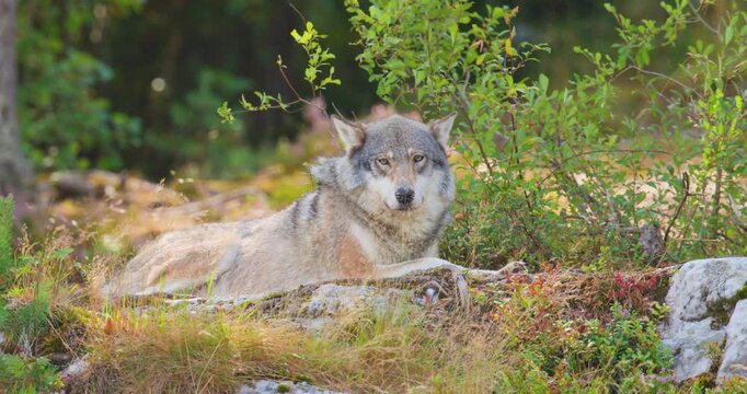 Gray wolf resting in a forest during late summer in Nordic wilderness