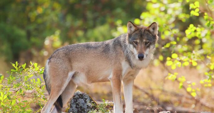 Gray wolf standing in a sunlit Scandinavian forest during late summer