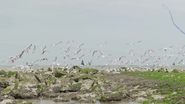 A flock of seagulls takes flight over an algae covered rocky shore slow motion and birds are landing