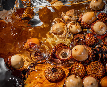 Close up of acorns and acorn caps floating in water