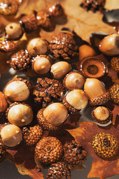 Autumn acorns and pine cones floating in water
