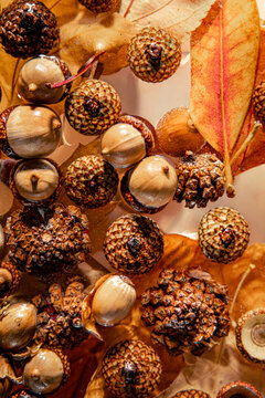 Autumn acorns pinecones and leaves floating together in water