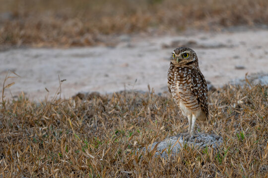 Burrowing Owl - Athene cunicularia, beautiful popular ground owl native to open landscapes of Americas, Pantanal, Brazil.