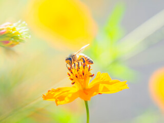 花とミツバチ。夢中で蜜を集めている様子のクローズアップ。爽やかな秋の公園や花壇を彩るコスモスのある風景。自然風景素材 © STOCK THE WORLD