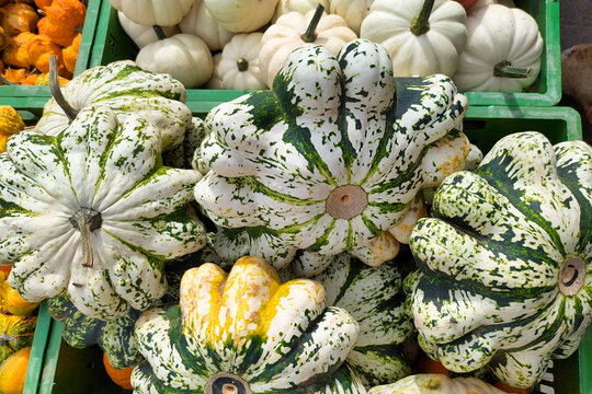 Top view of flat patisson squashes with white skin and green stripes in a market box