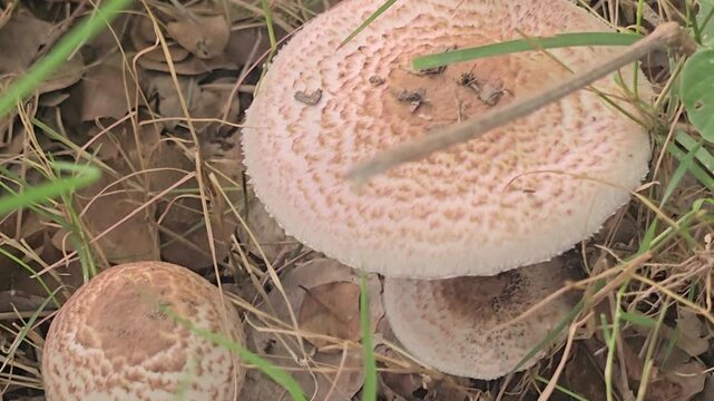Wild mushroom in forest ground cover, textured parasol fungus growing outdoors, natural autumn woodland flora background video