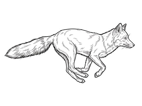 Running Fox Line Art Vector Illustration for Coloring Page on White Background