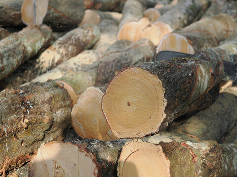 Stack of freshly cut rubberwood logs destined for thailand wood processing and furniture industries.