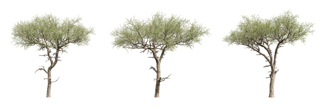 Set of set of savannah trees isolated on transparent background