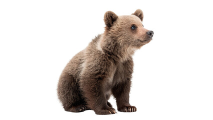 Cute wild brown grizzly bear cub standing alertly looking forward nature, isolated on transparent background. © Oliver