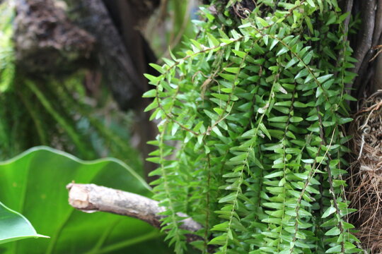 Huperzia phlegmaria, a tropical epiphytic plant with cascading green stems and delicate scale-like leaves growing on a tree trunk
