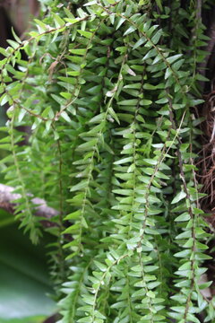Huperzia phlegmaria, a tropical epiphytic plant with cascading green stems and delicate scale-like leaves growing on a tree trunk