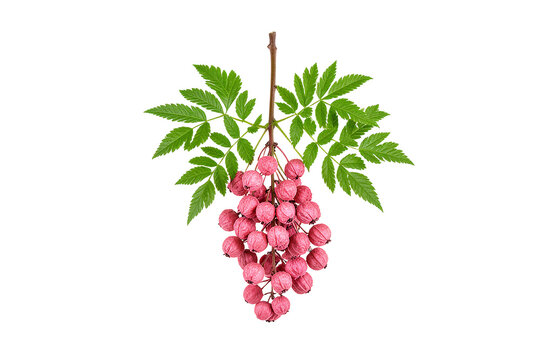 Pink Pepperberry Cascading Branch Isolated On Pure White Background