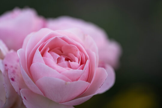 Soft Pink Rose in Bloom with Delicate Petals and Dark Background