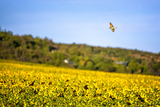 Farbenfroher Bienenfresser fliegt &uuml;ber ein bl&uuml;hendes Sonnenblumenfeld