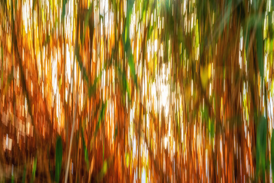 Textur von Schilf oder Bambus als nat&uuml;rliche Textur