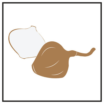 Minimalist vector illustration of a fresh jicama root