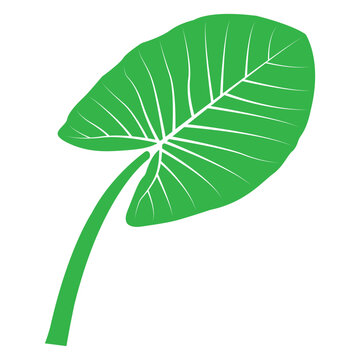 Minimalist vector illustration of a plant with taro-like green leaves