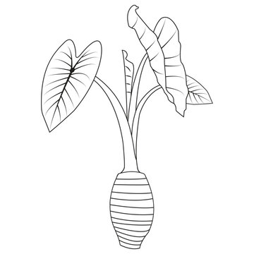 Minimalist vector illustration of a taro plant, including its root tuber.