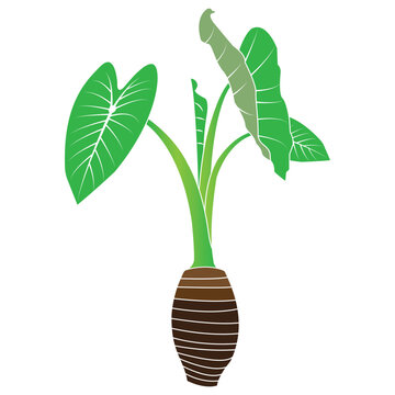 Minimalist vector illustration of a taro plant with green leaves and a root tuber.