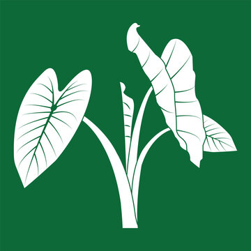 Minimalist vector illustration of a plant with taro-like green leaves
