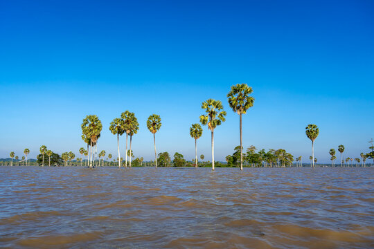 Borassus palm trees on Lake Tempe, South Sulawesi, Indonesia