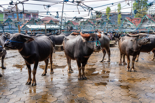 Buffaloes at Pasar Bolu market in Rantepao, Toraja, Sulawesi, Indonesia