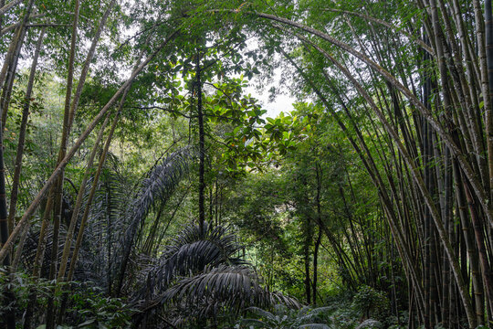 Tropical rainforest in the Toraja region, Sulawesi, Indonesia