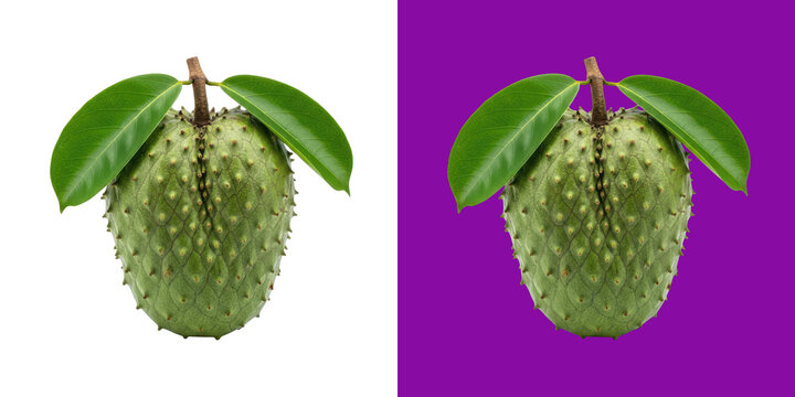 Fresh whole soursop fruit with green leaves on a solid color studio background