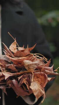 Woman examines bundle of brown fallen leaves in outdoor forest setting. Woman smiles as woman lets some loose enjoying texture and colors of autumnal foliage