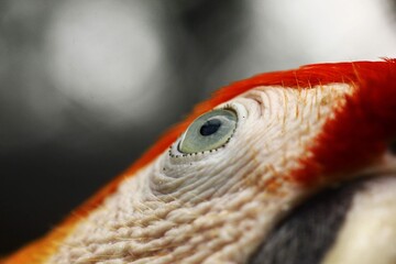 Scarlet macaw eye (Ara macao) © charlie