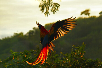 Scarlet macaw in flight (Ara macao) © charlie