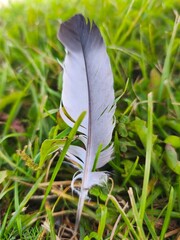 soft grey and white bird feather fallen on green grass macro © Maria