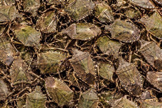 Stinkbug Background. Insect Background.