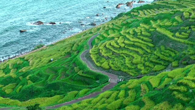 白米千枚田