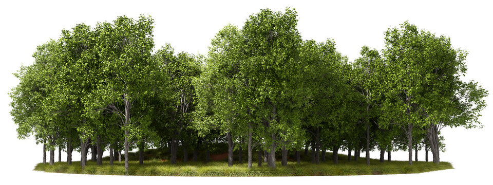 Natural woodland trees group 3d rendering png